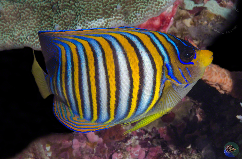 Pygoplites diacanthus