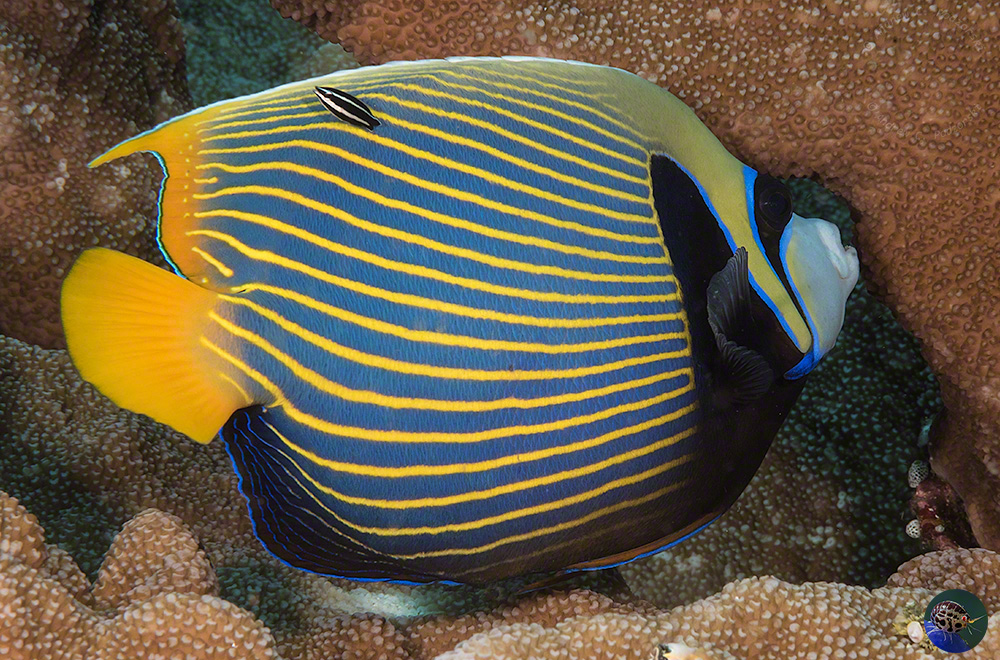 Pomacanthus imperator