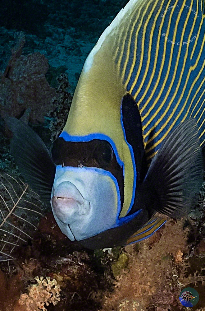 Pomacanthus imperator