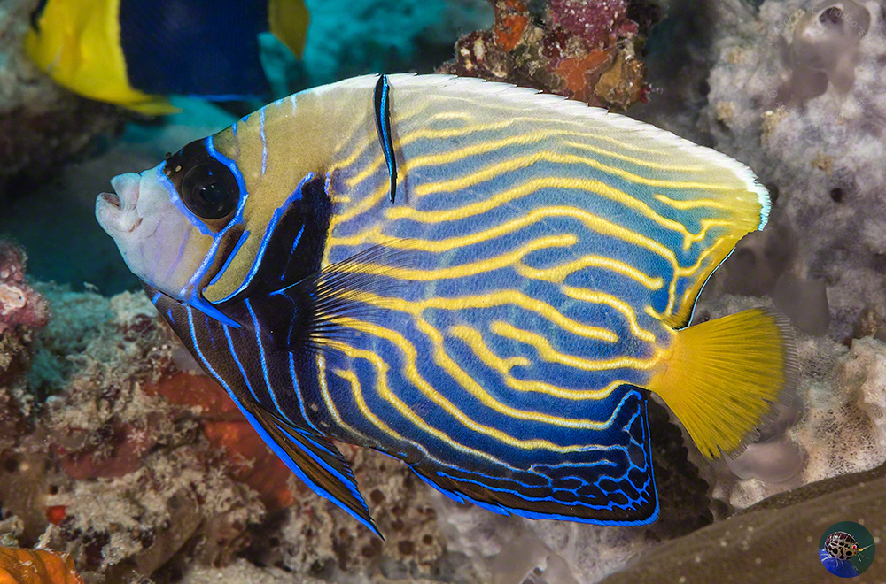 Pomacanthus imperator - subadult