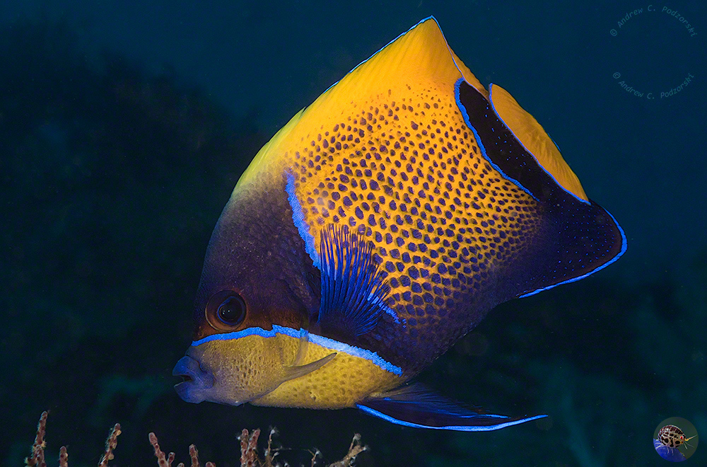 Pomacanthus navarchus