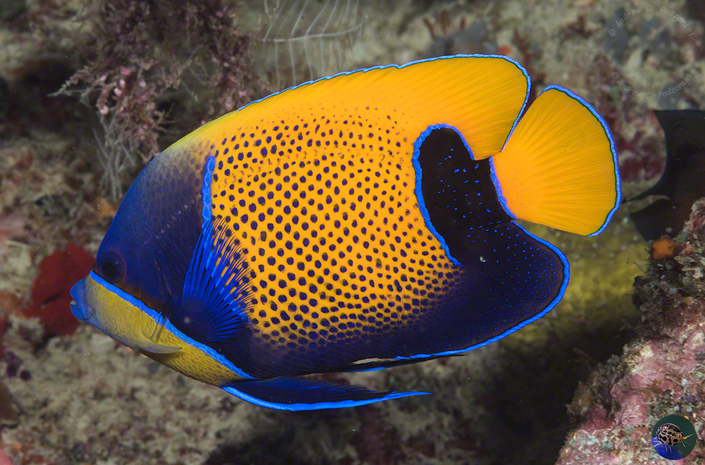 Pomacanthus navarchus