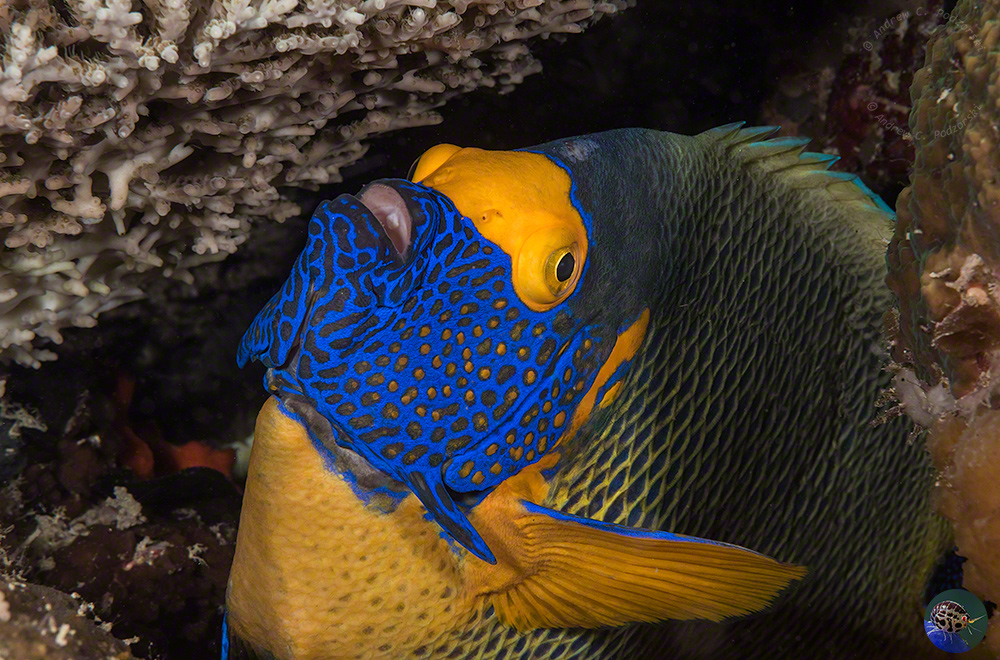 Pomacanthus xanthometopon