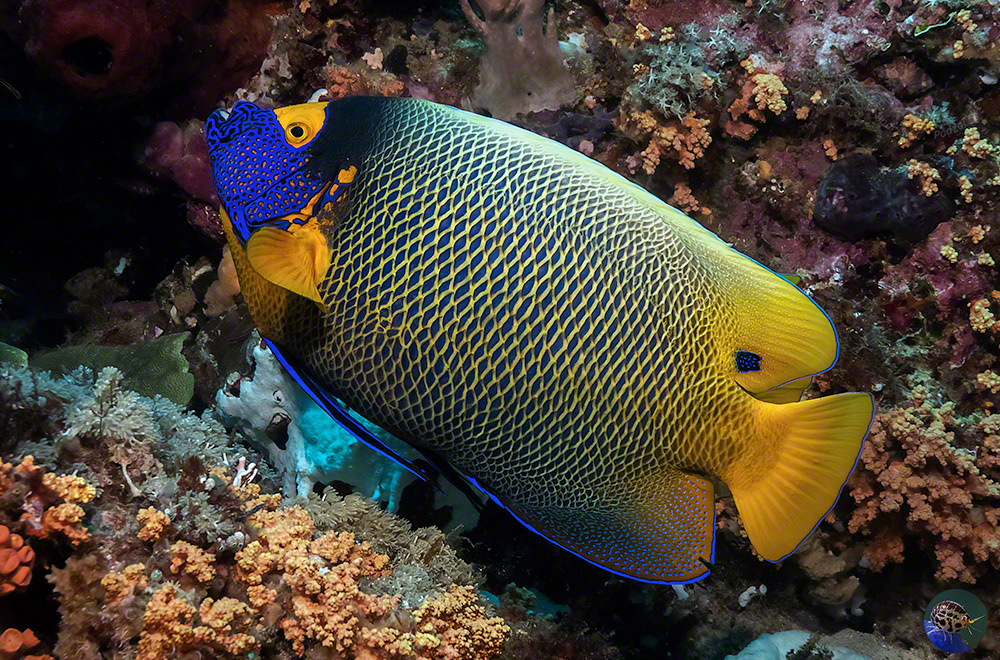 Pomacanthus xanthometopon