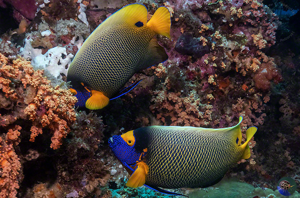 Pomacanthus xanthometopon