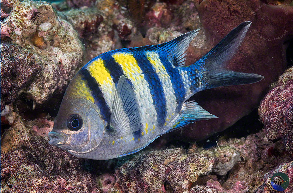 Abudefduf vaigiensis - with eggs