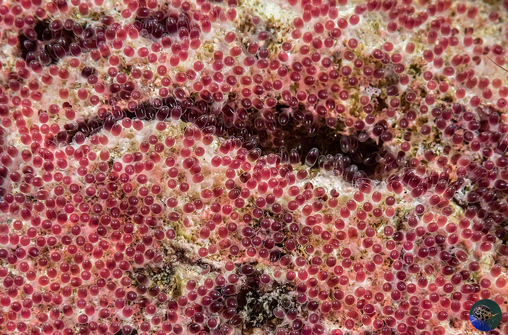 Abudefduf vaigiensis eggs