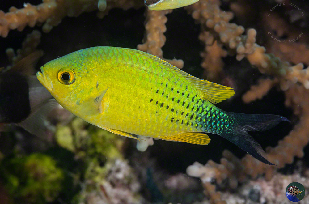 Chromis cf. viridis spawning colouration