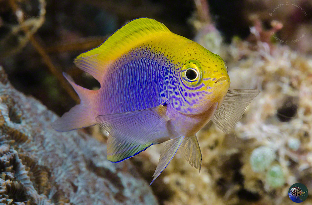 Chrysiptera bleekeri