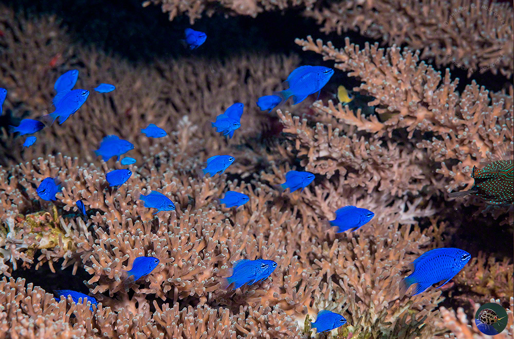 Chrysiptera springeri