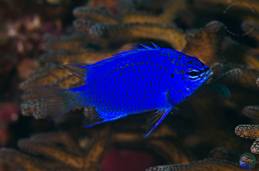 Chrysiptera springeri