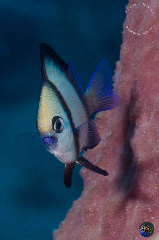 Dasyllus sp. - juvenile