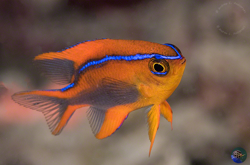 Neoglyphidodon crossi - juvenile