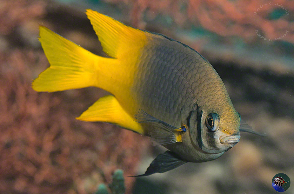 Neoglyphidodon nigroris - bicolour form