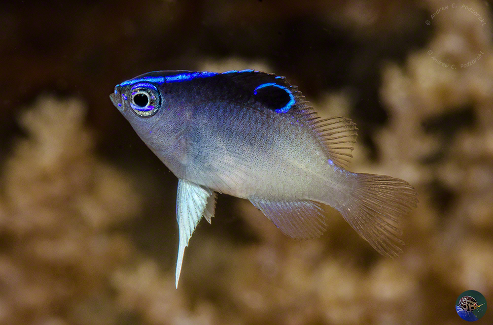 Neoglyphidodon thoracotaeniatus - juvenile