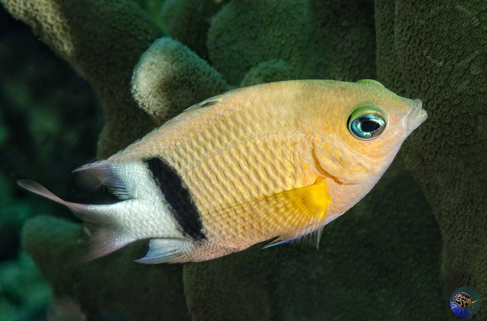 Plectroglyphididon dickii