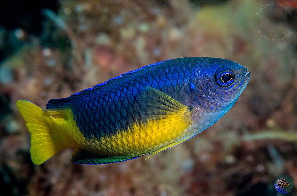 Pomacentrus auriventris