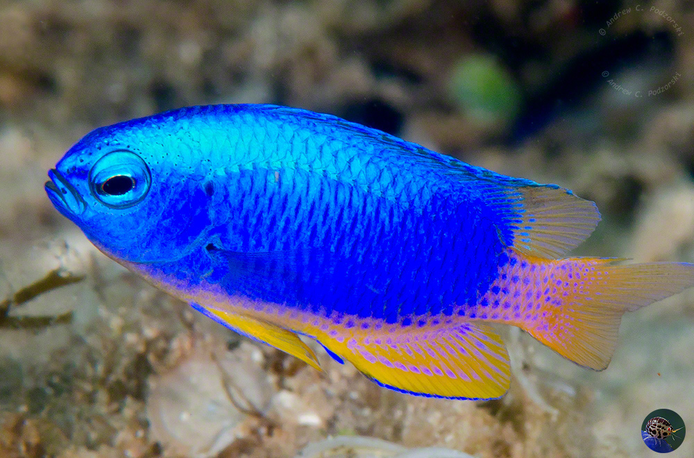 Pomacentrus coelestis