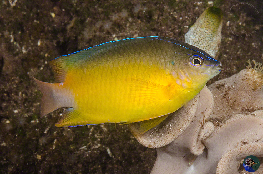 Pomacentrus simsiang