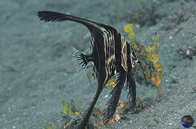 Platax batavianus - juvenile