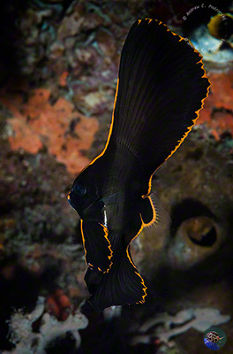 Platax pinnatus - juvenile