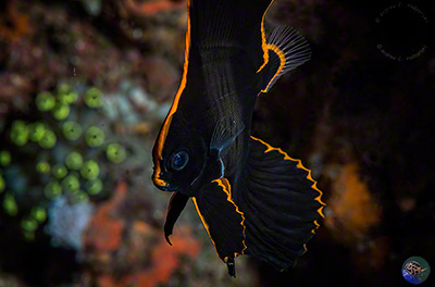 Platax pinnatus - juvenil