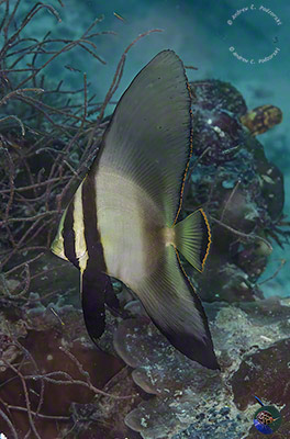 Platax pinnatus - subadult