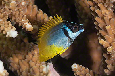 Siganus vulpinus - juvenile