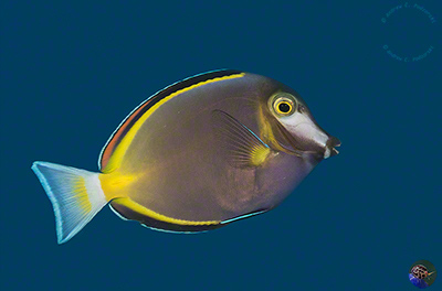 Acanthurus japonicus