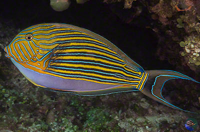 Acanthurus lineatus