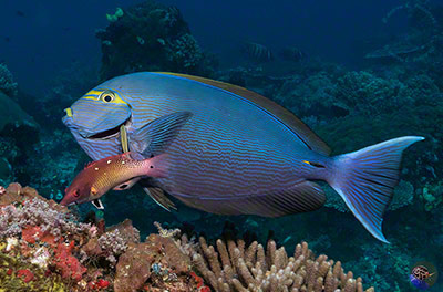 Acanthurus mata - at a cleaning station