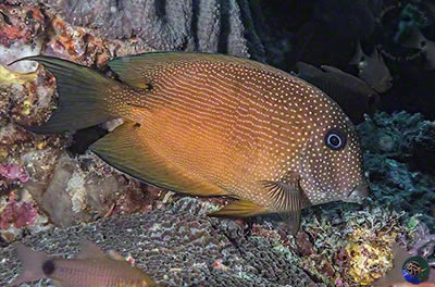 Ctenochaetus truncatus