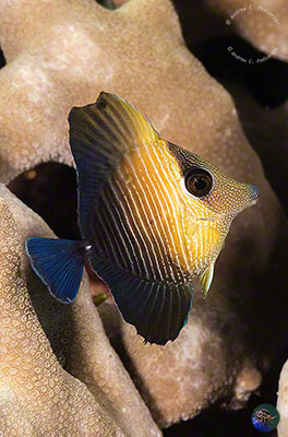 Zebrasoma scopas - juvenile