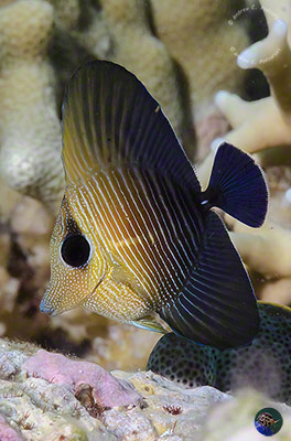 Zebrasoma scopas - juvenile