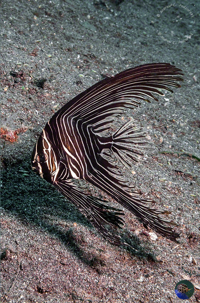 Platax batavianus - juvenile