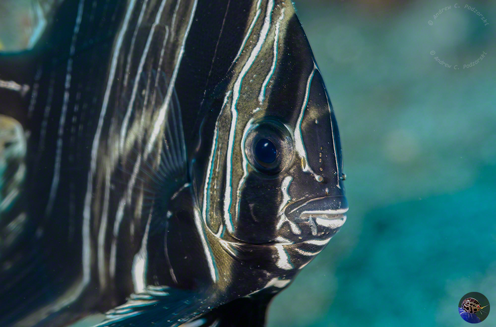 Platax batavianus - juvenile