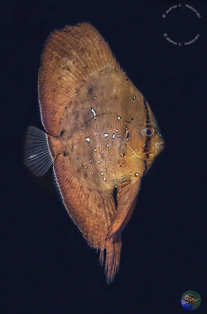 Platax orbicularis- juvenile