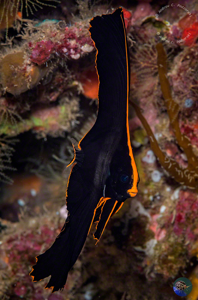 Platax pinnatus - juvenile