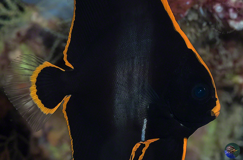 Platax pinnatus - juvenile