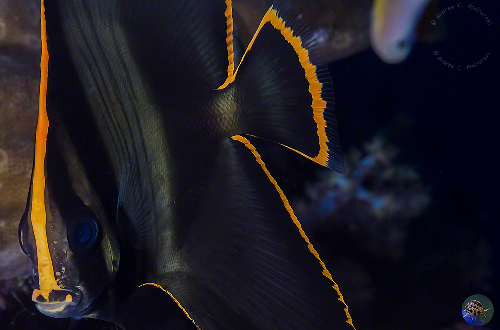 Platax pinnatus - juvenile in transition