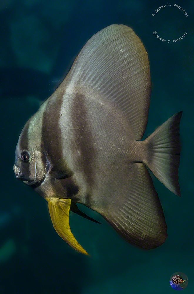 Platax teira - subadult