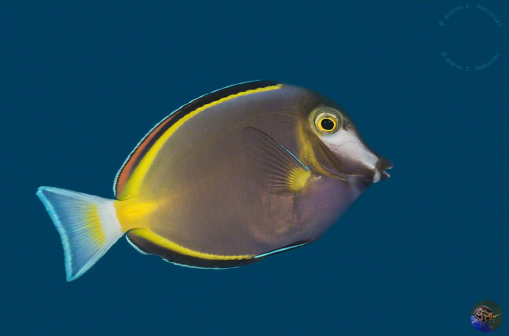 Acanthurus japonicus