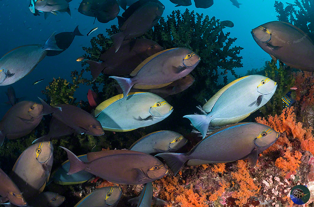 Acanthurus mata