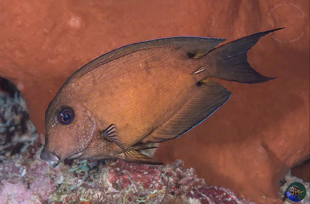 Acanthurus nigrofuscus