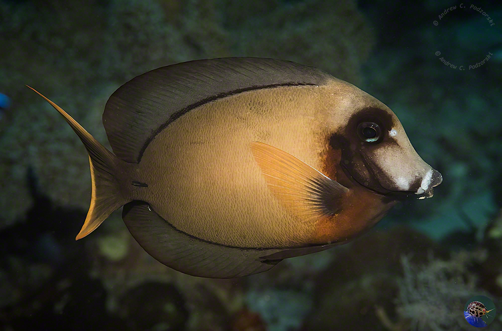 Acanthurus pyroferus