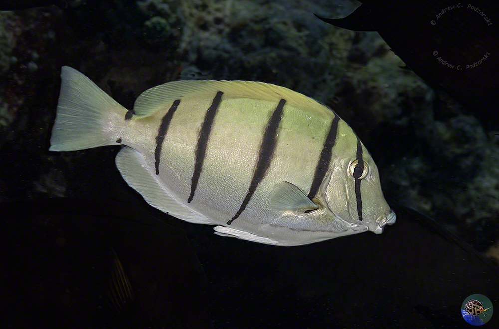 Acanthurus triostegus