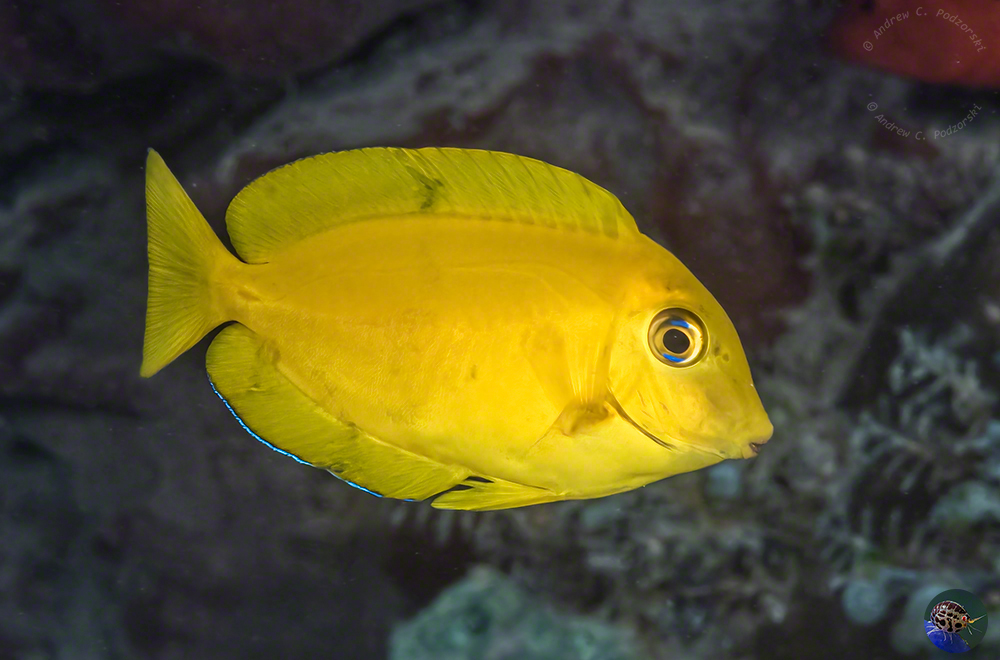 Ctenochaetus truncatus - juvenile