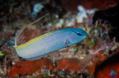 Meiacanthus atodorsalis