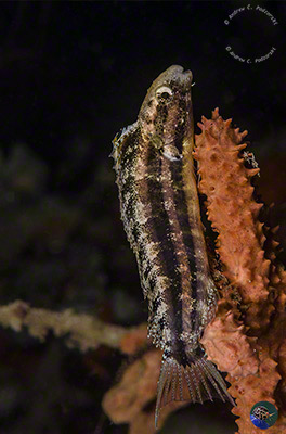 Petroscirtes breviceps