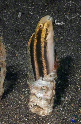 Petroscirtes breviceps